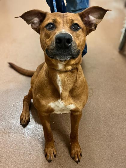 Enlarge Rain, a Adoptable Shepherd in Winfield, KS image 1/1