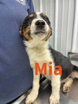 Mia, Adoptable, Young Female Australian Shepherd & Australian Cattle Dog / Blue Heeler.