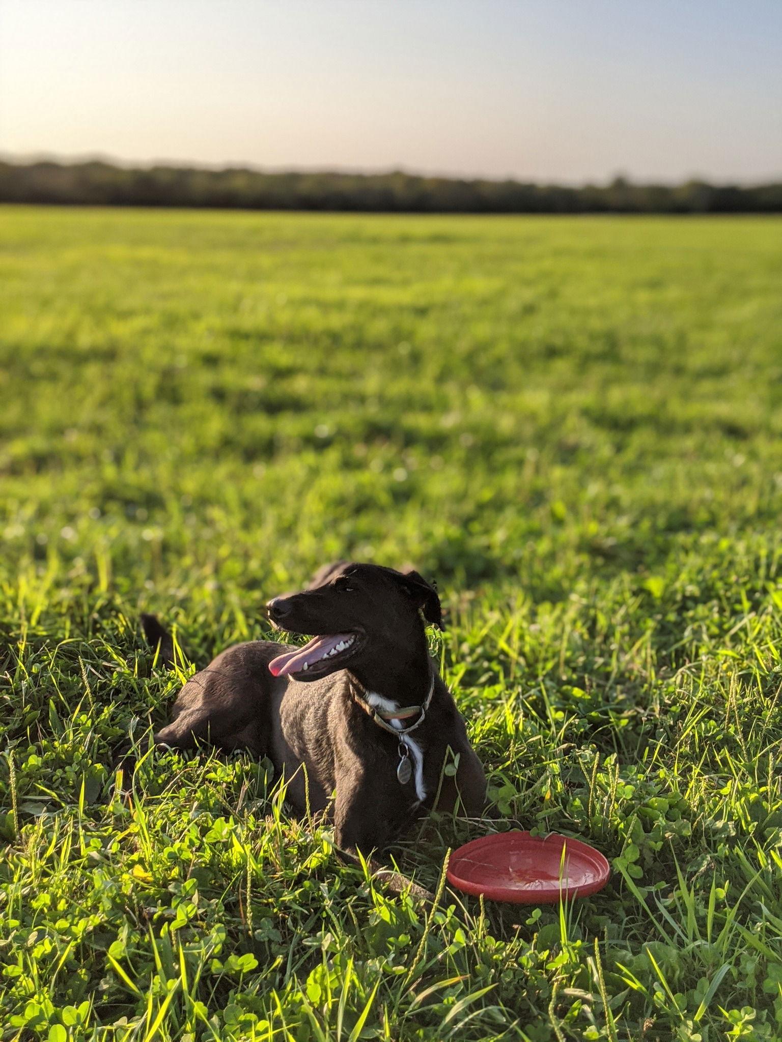 Enlarge Otto, a Adoptable Mixed Breed in Shelburne, VT image 1/2