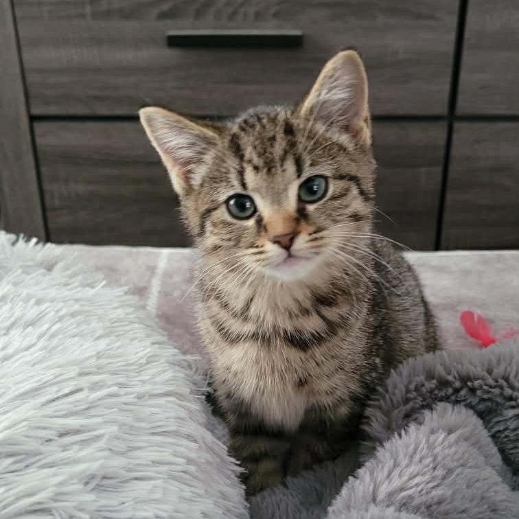 Romy, Adoptable, Kitten Female Domestic Short Hair.