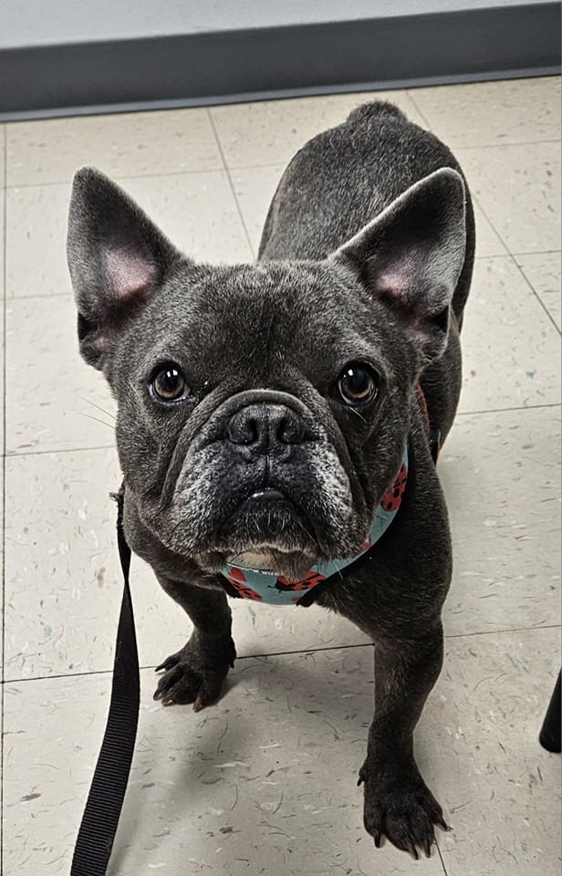 Enlarge MARCEAU - Adopted!!, a Adoptable French Bulldog in Spring, TX image 1/1