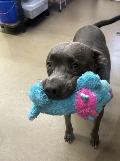 Enlarge Moma, a Adoptable mixed breed in Knoxville, TN image 1/3