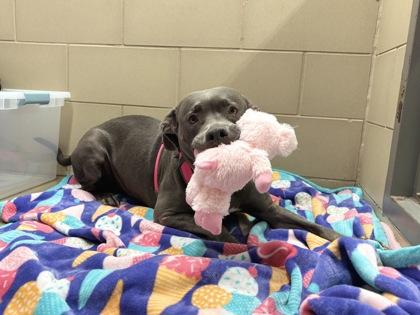 Enlarge Moma, a Adoptable mixed breed in Knoxville, TN image 2/3