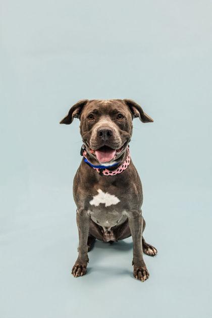 Enlarge Moma, a Adoptable mixed breed in Knoxville, TN image 3/3