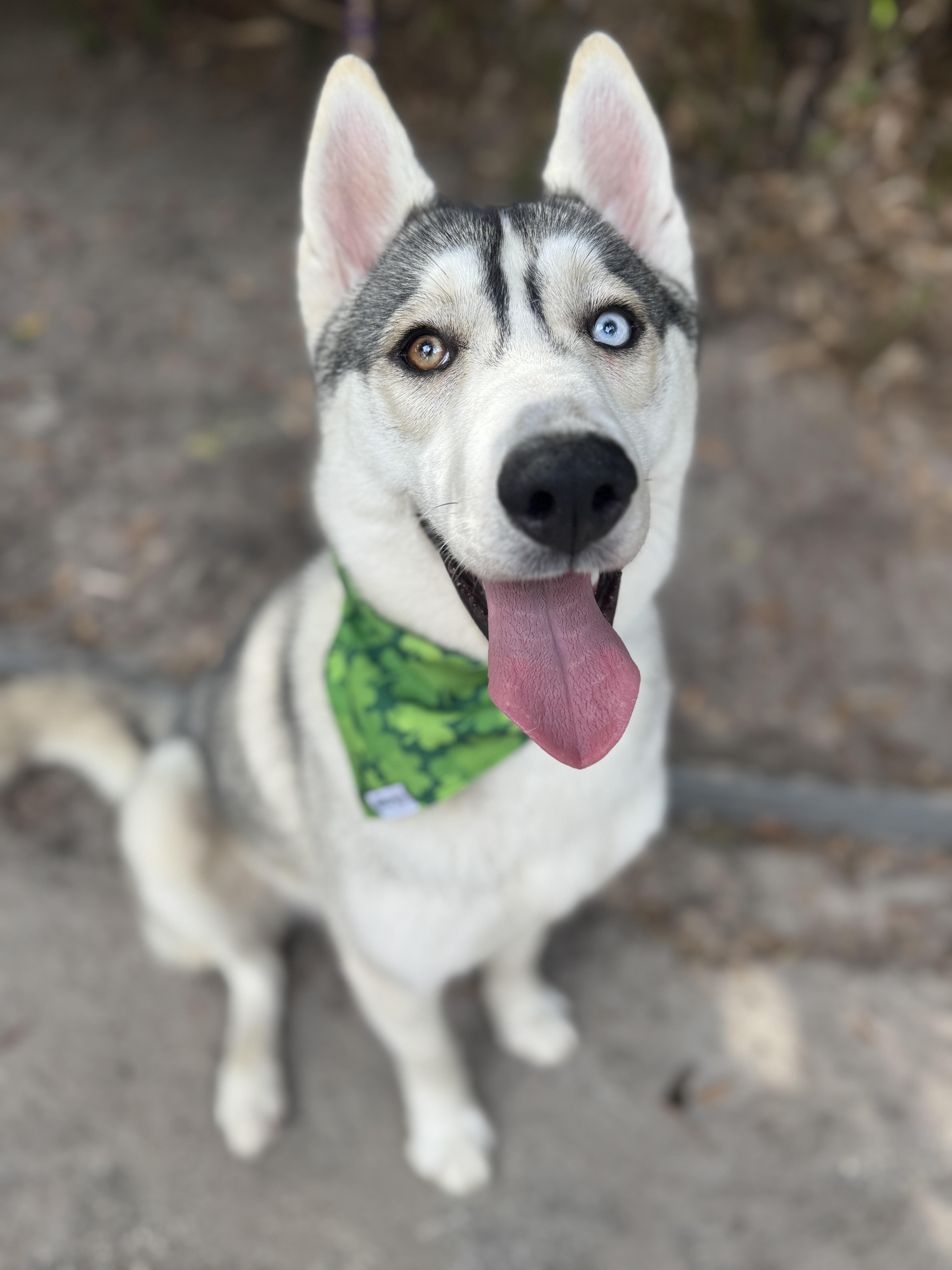 Kenai , ADOPTABLE, Young Male Siberian Husky.