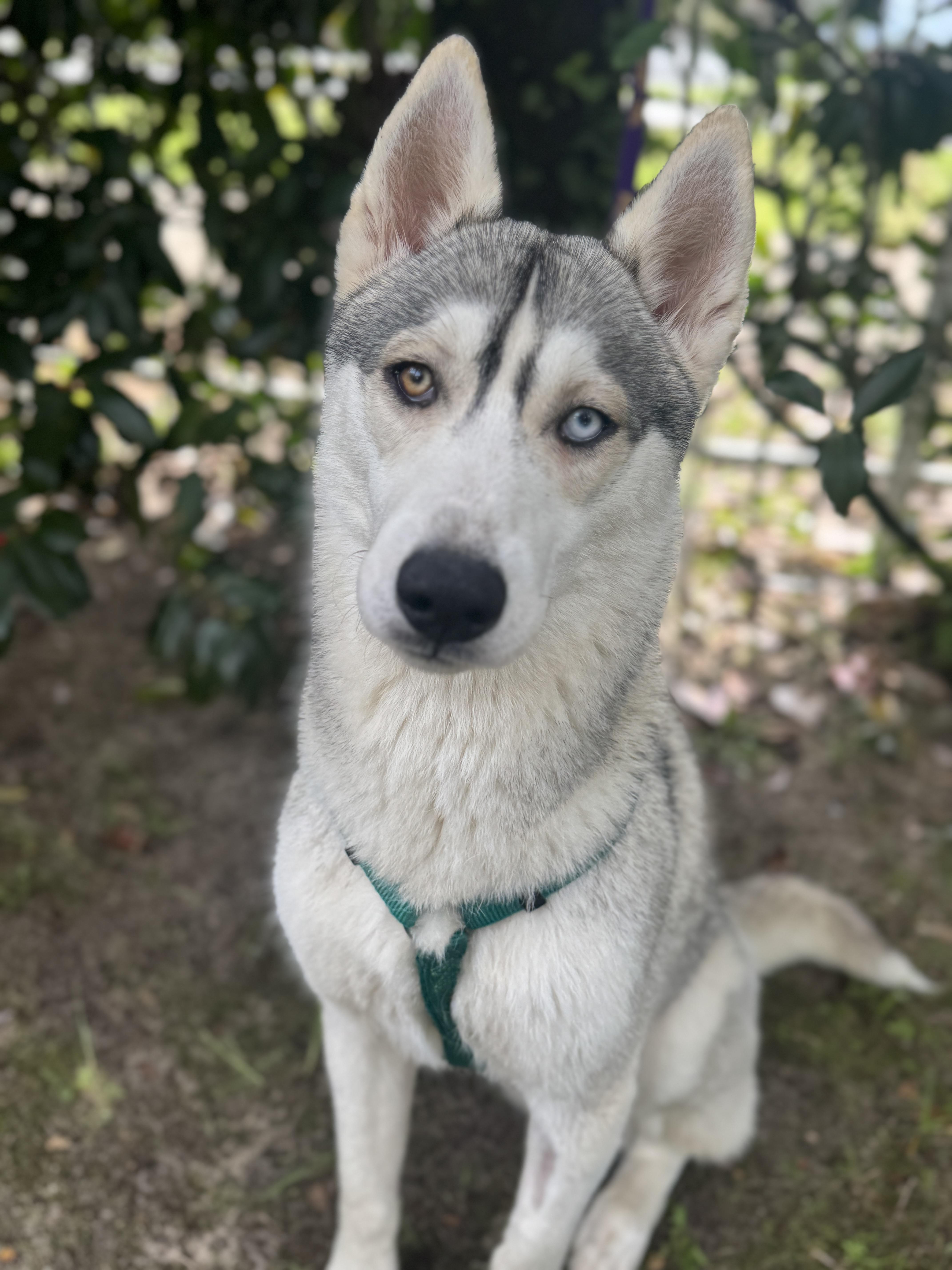 Enlarge Kenai , a ADOPTABLE mixed breed in Navarre, FL image 5/5