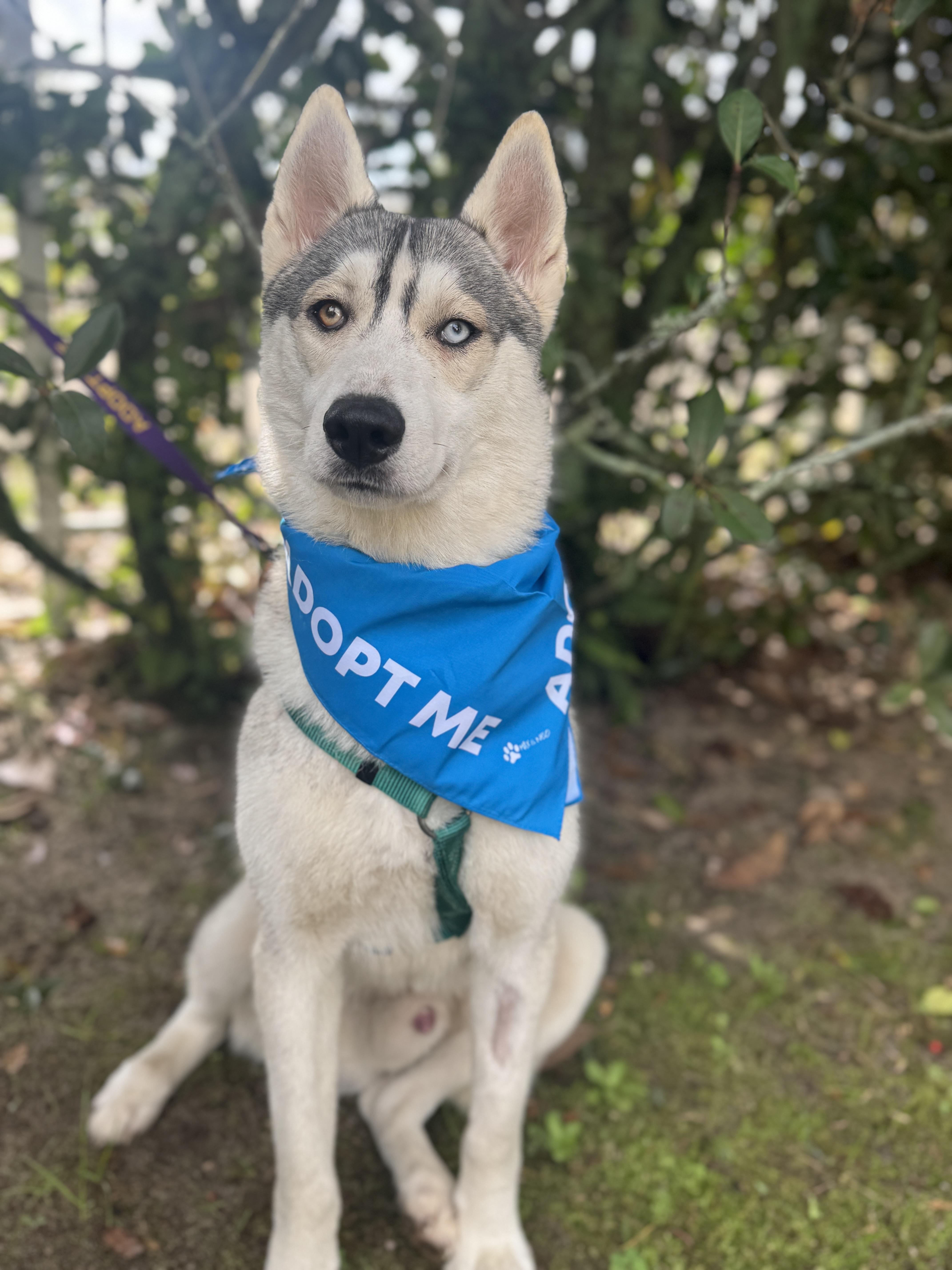 Enlarge Kenai , a ADOPTABLE mixed breed in Navarre, FL image 3/5