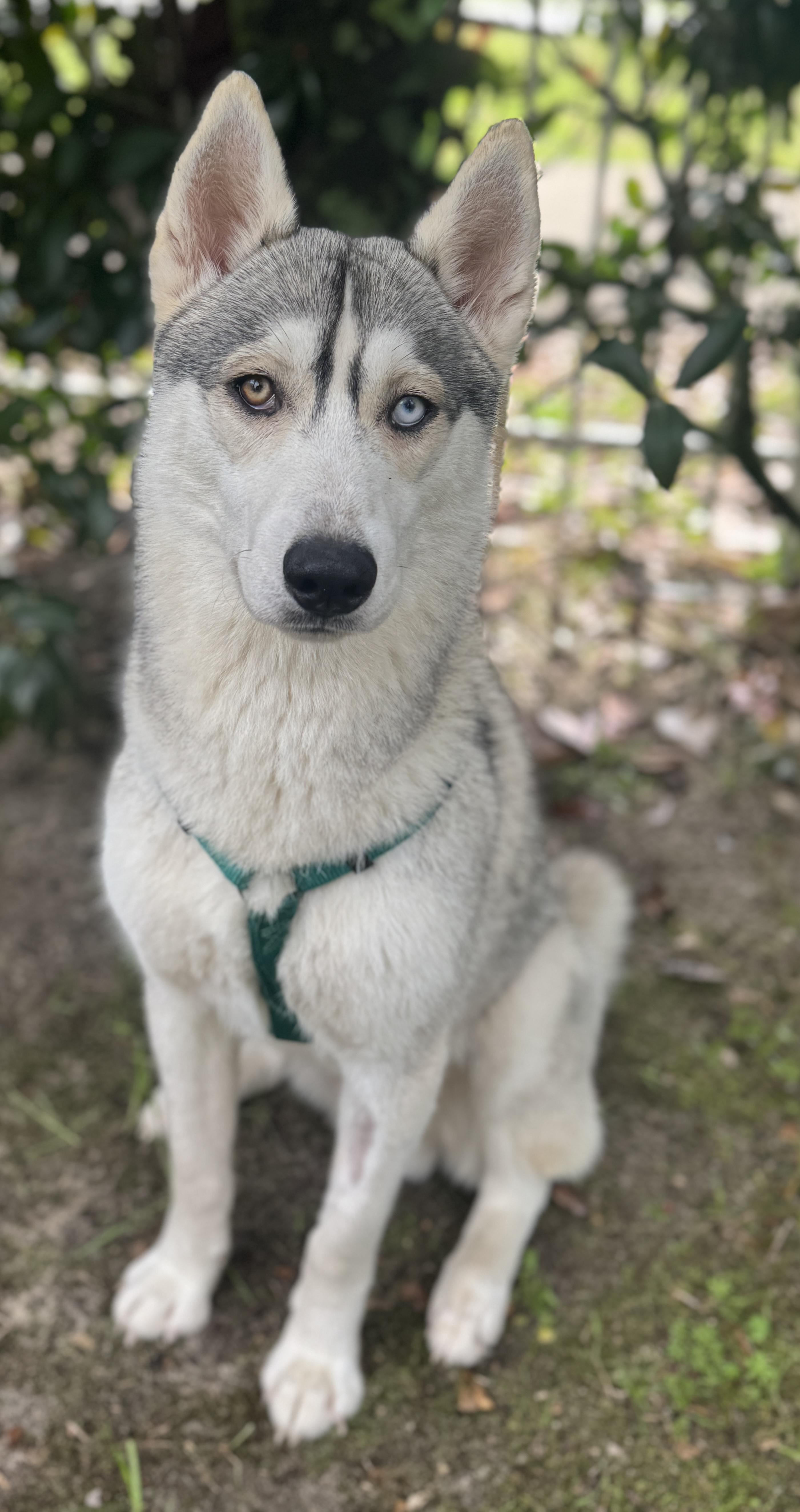 Enlarge Kenai , a ADOPTABLE mixed breed in Navarre, FL image 1/5