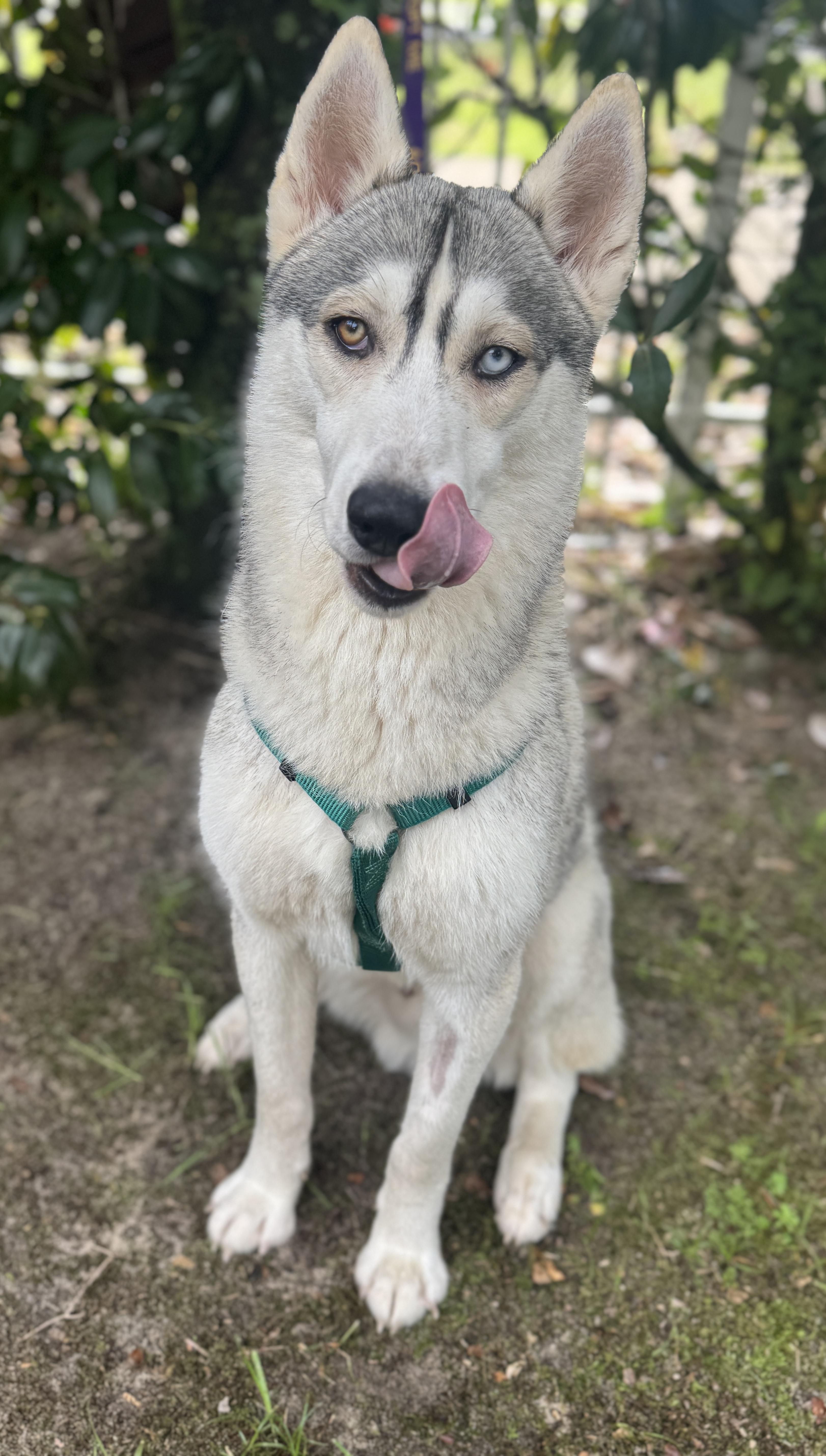 Enlarge Kenai , a ADOPTABLE mixed breed in Navarre, FL image 4/5