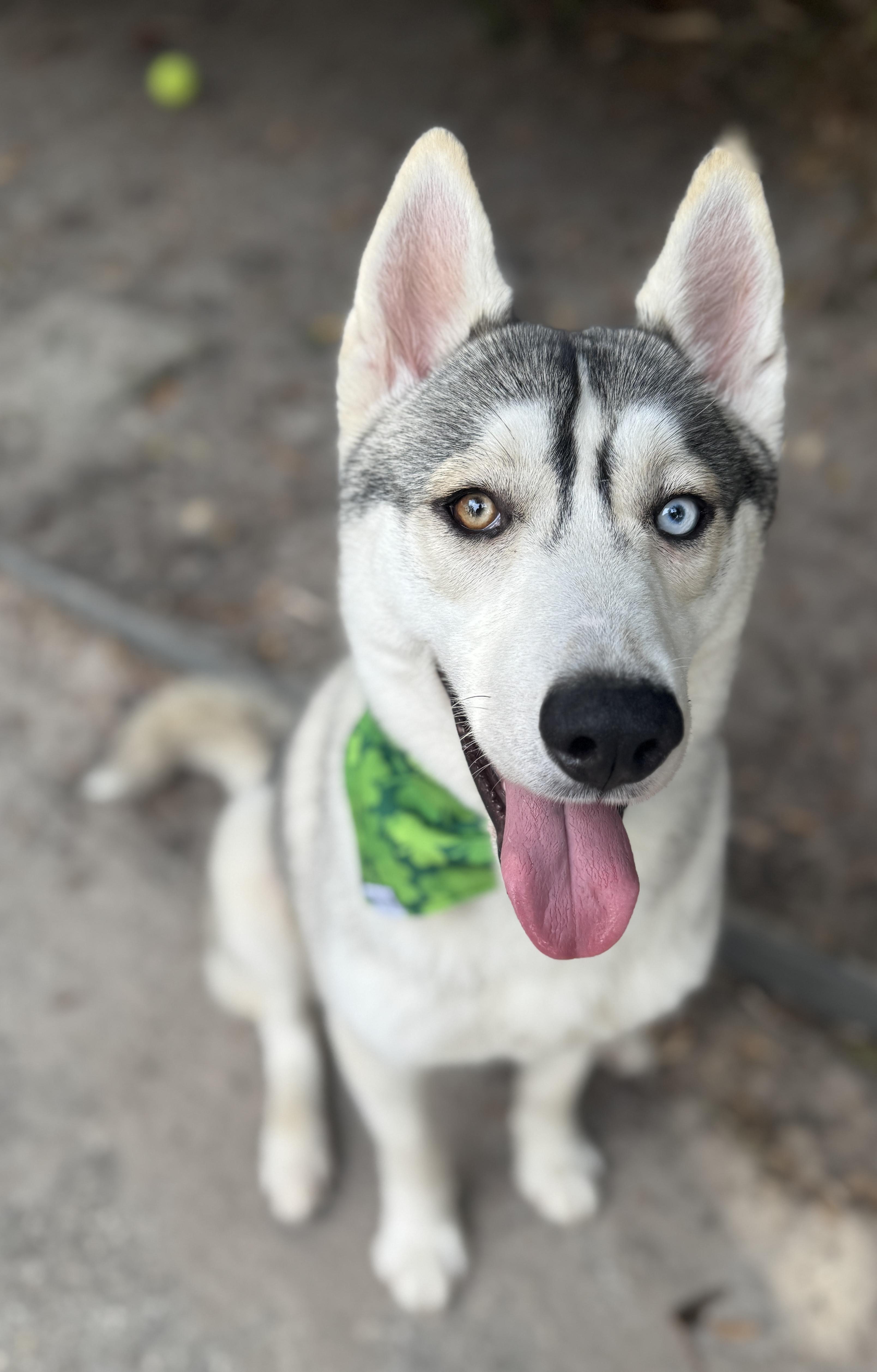 Enlarge Kenai , a ADOPTABLE mixed breed in Navarre, FL image 6/6