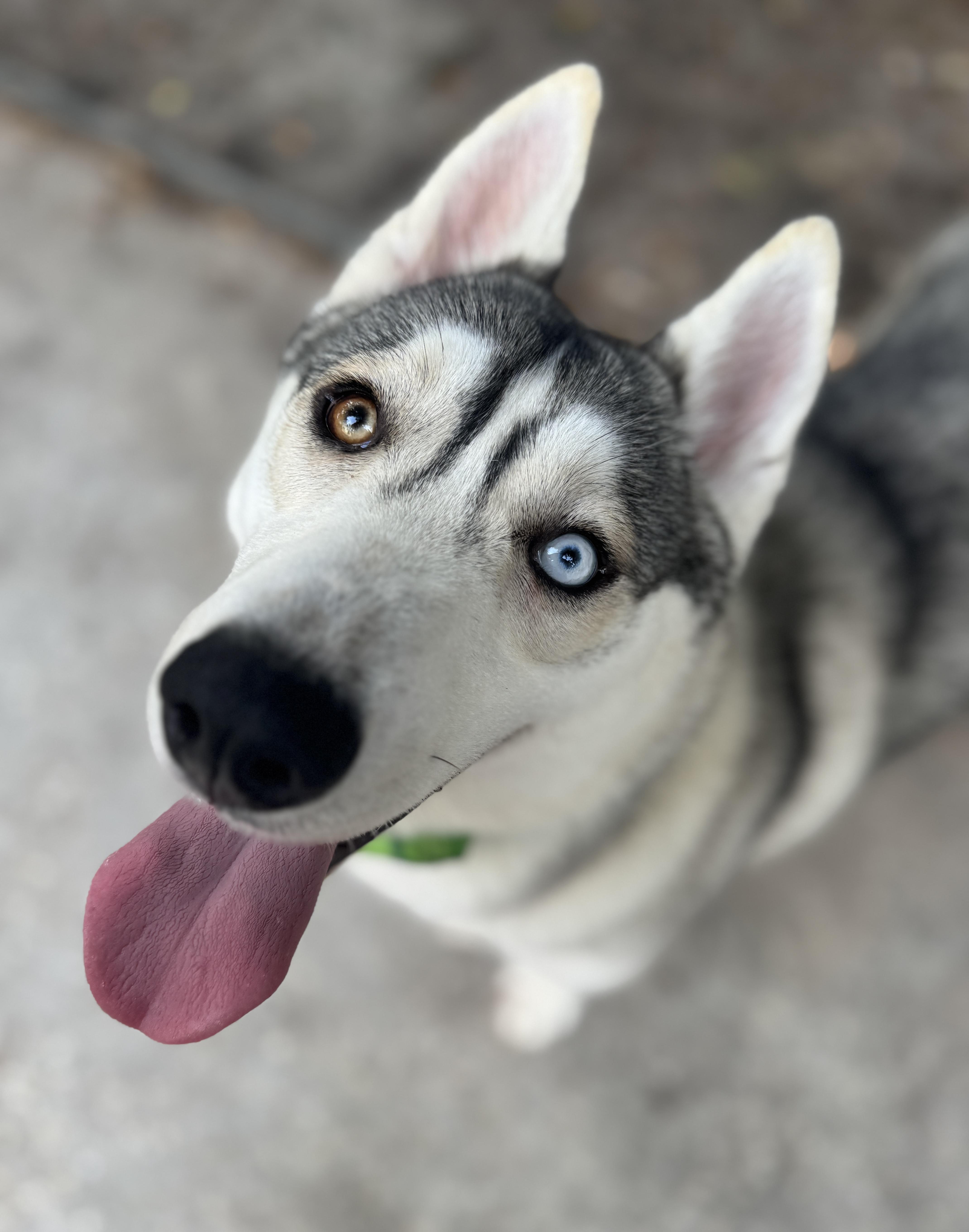 Enlarge Kenai , a ADOPTABLE mixed breed in Navarre, FL image 2/6