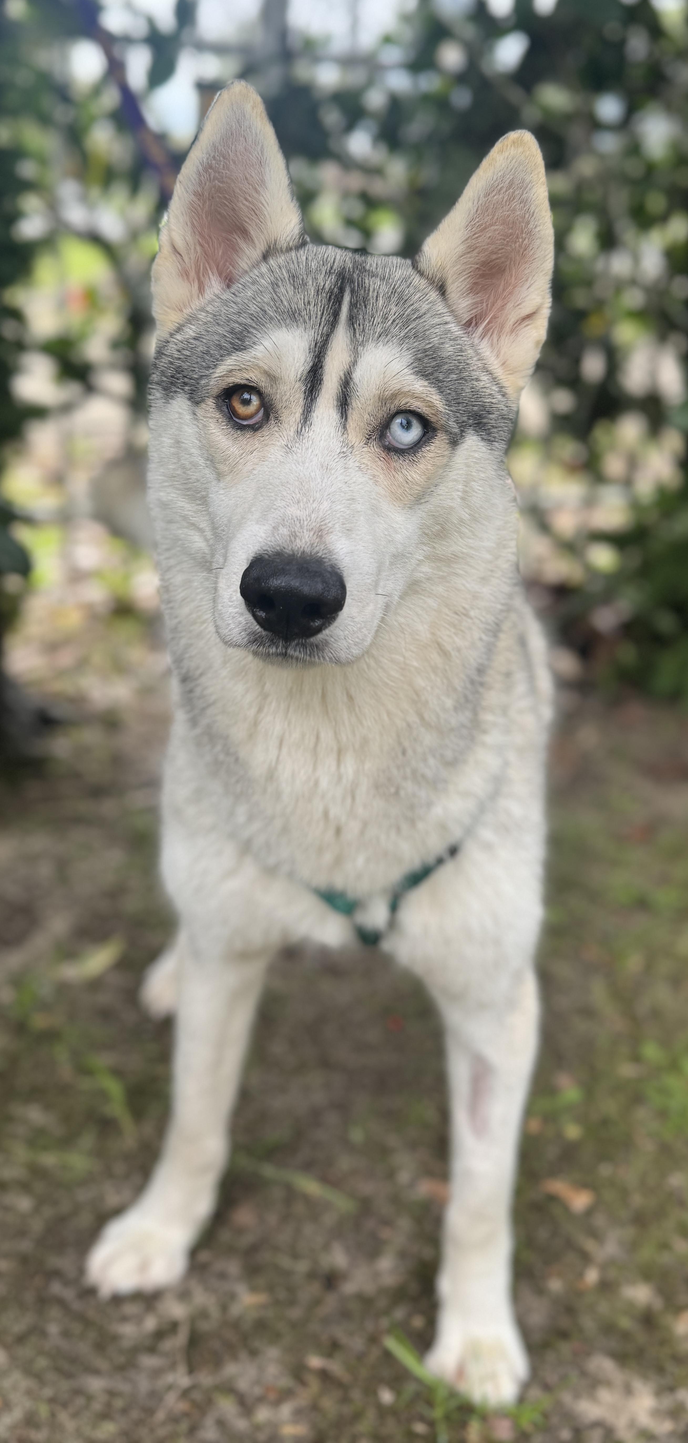 Enlarge Kenai , a ADOPTABLE mixed breed in Navarre, FL image 2/5