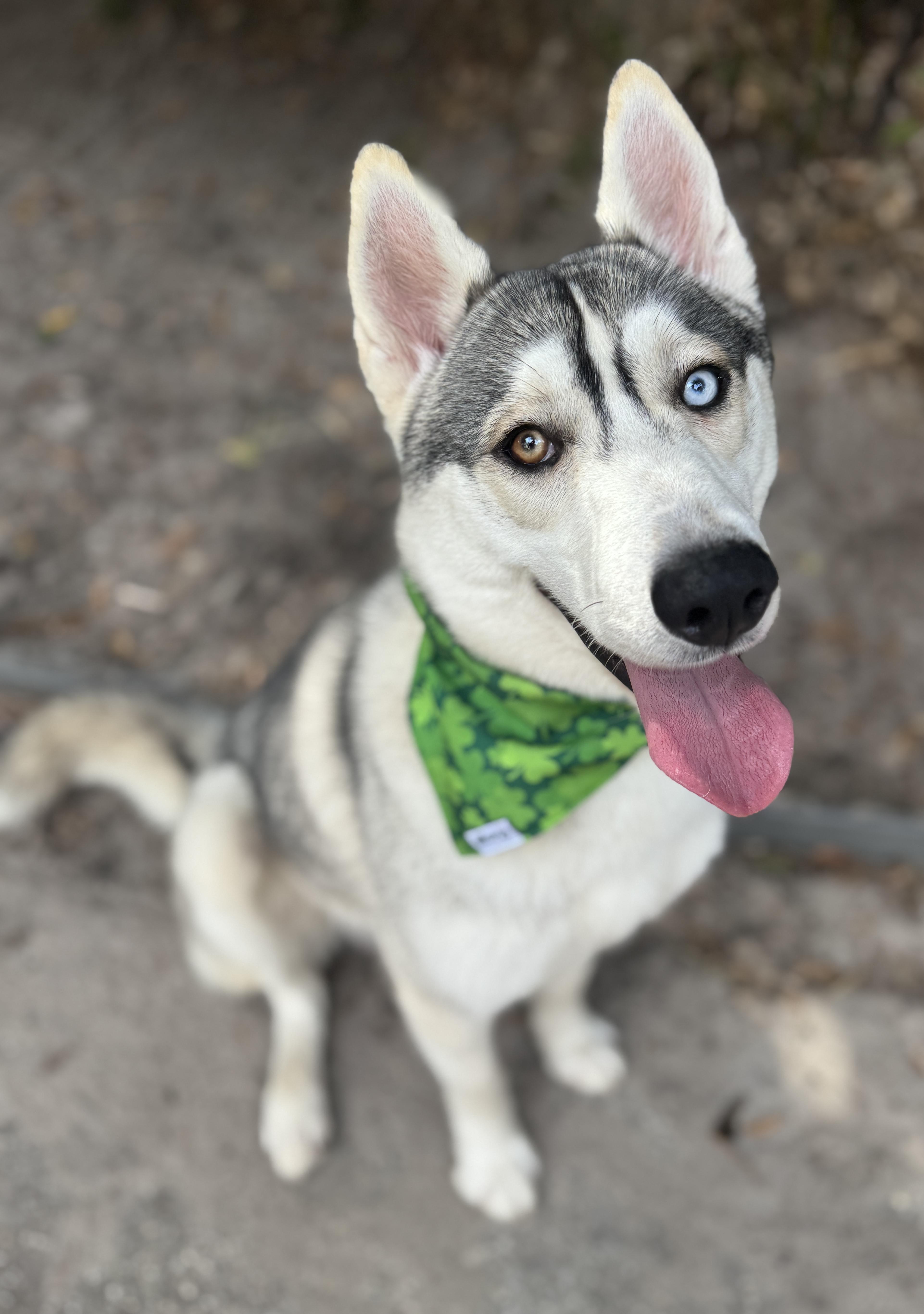 Enlarge Kenai , a ADOPTABLE mixed breed in Navarre, FL image 5/6