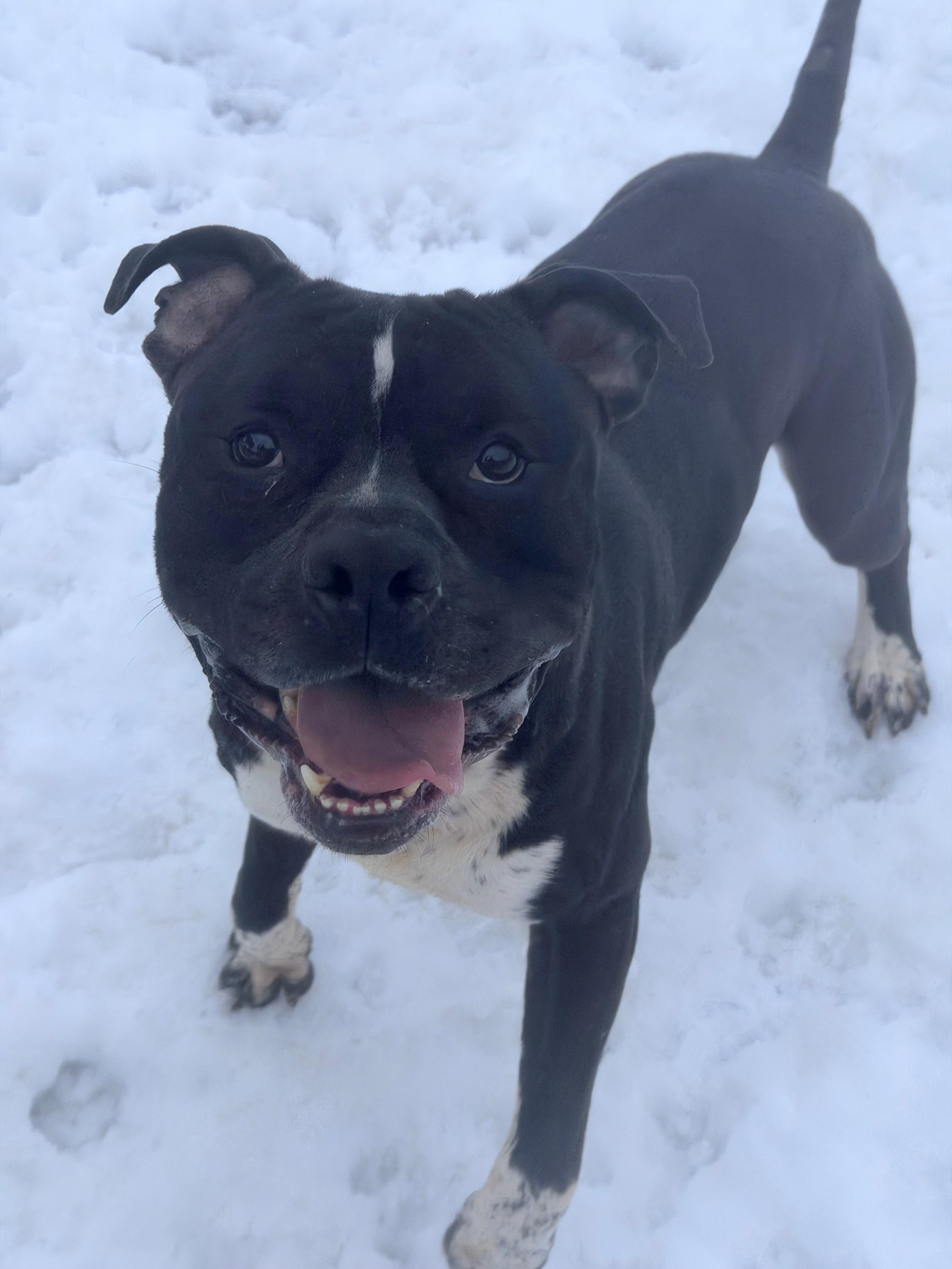 Angus, Adoptable, Adult Male Pit Bull Terrier.