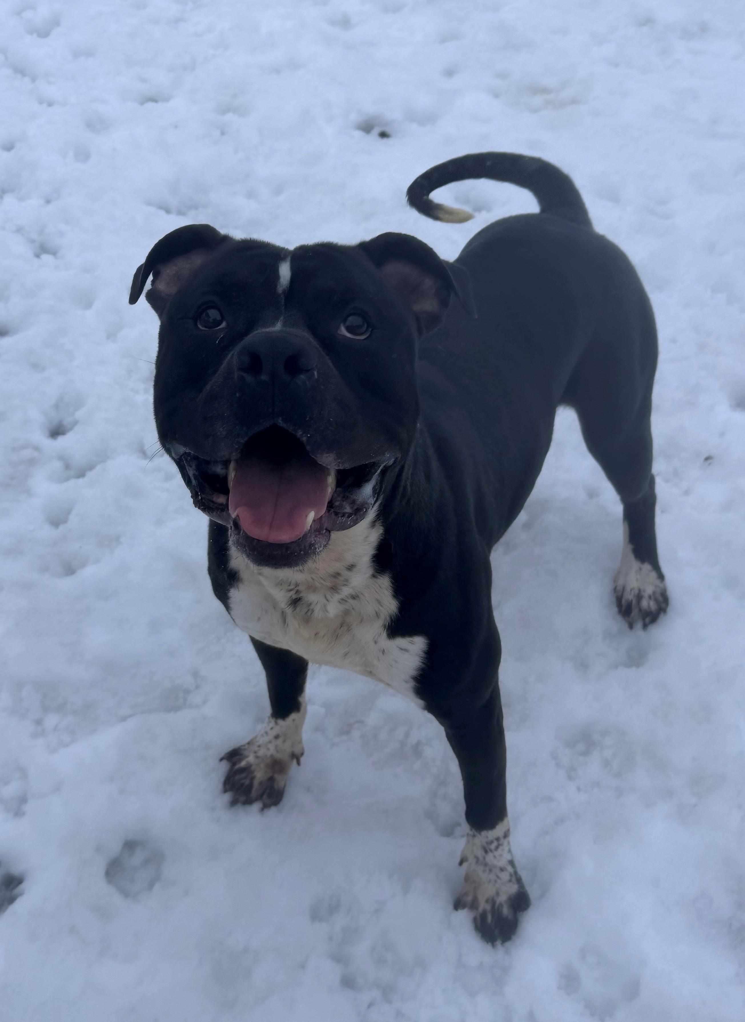 Enlarge Angus, a Adoptable Pit Bull Terrier in Willimantic, CT image 2/3