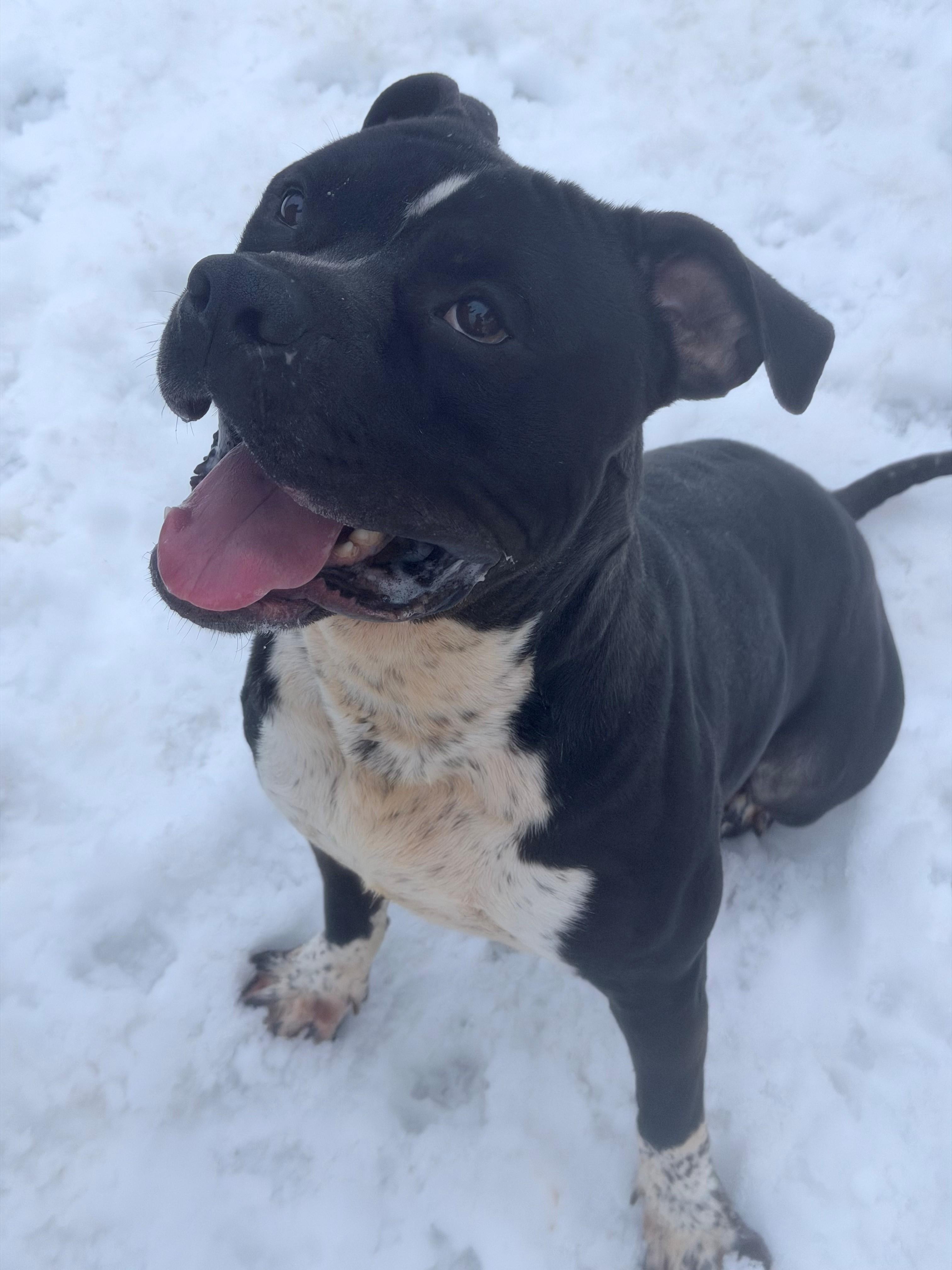 Enlarge Angus, a Adoptable Pit Bull Terrier in Willimantic, CT image 3/3