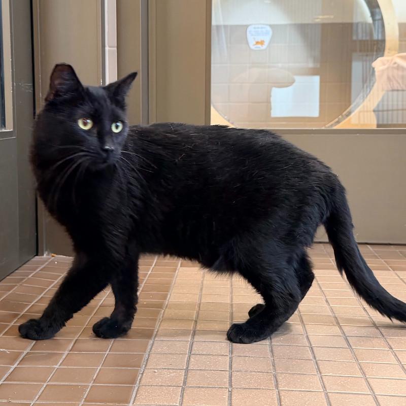Calibri, ADOPTABLE, Adult Male Domestic Short Hair.