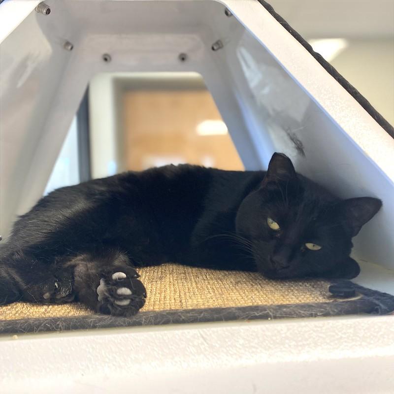 Calibri, ADOPTABLE, Adult Male Domestic Short Hair.