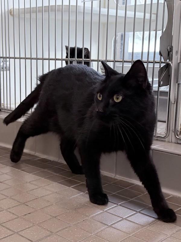 Enlarge Calibri, a ADOPTABLE Domestic Short Hair in Truckee, CA image 3/3