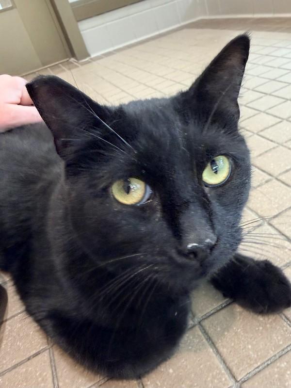 Enlarge Calibri, a ADOPTABLE Domestic Short Hair in Truckee, CA image 2/3