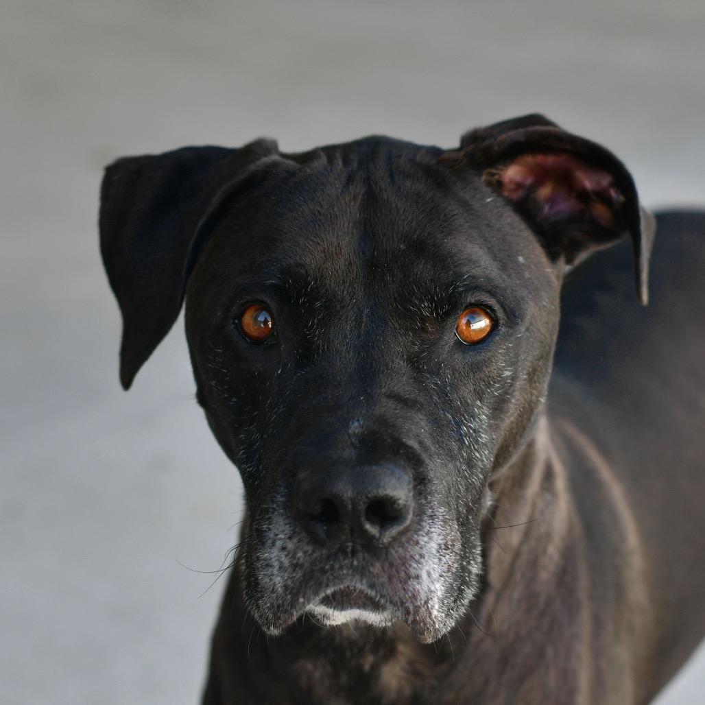 Vinnie, Adoptable, Senior Male Mixed Breed.