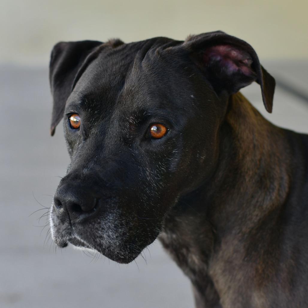 Vinnie, a Adoptable Mixed Breed in Ottawa, KS image 2/3
