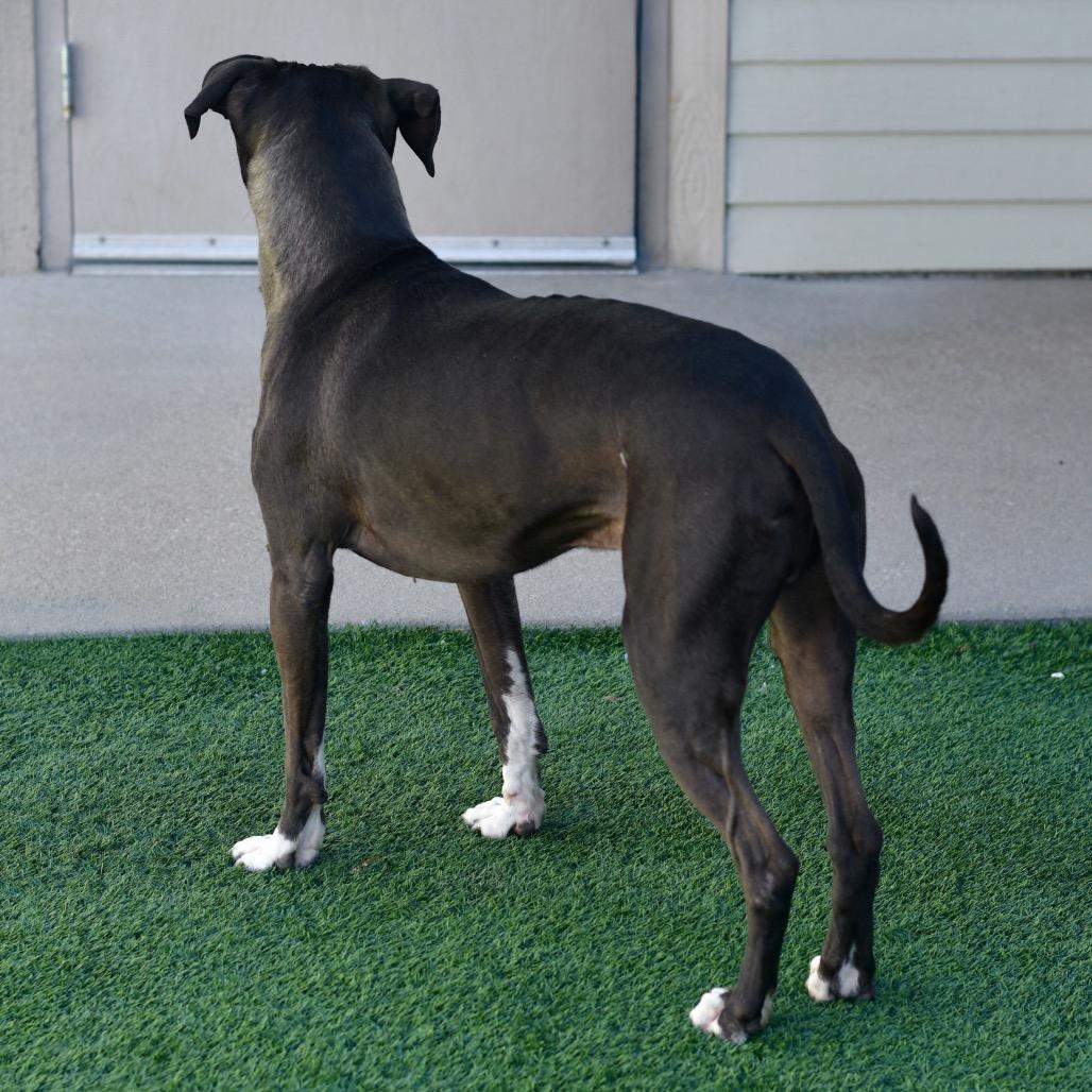 Vinnie, a Adoptable Mixed Breed in Ottawa, KS image 3/3