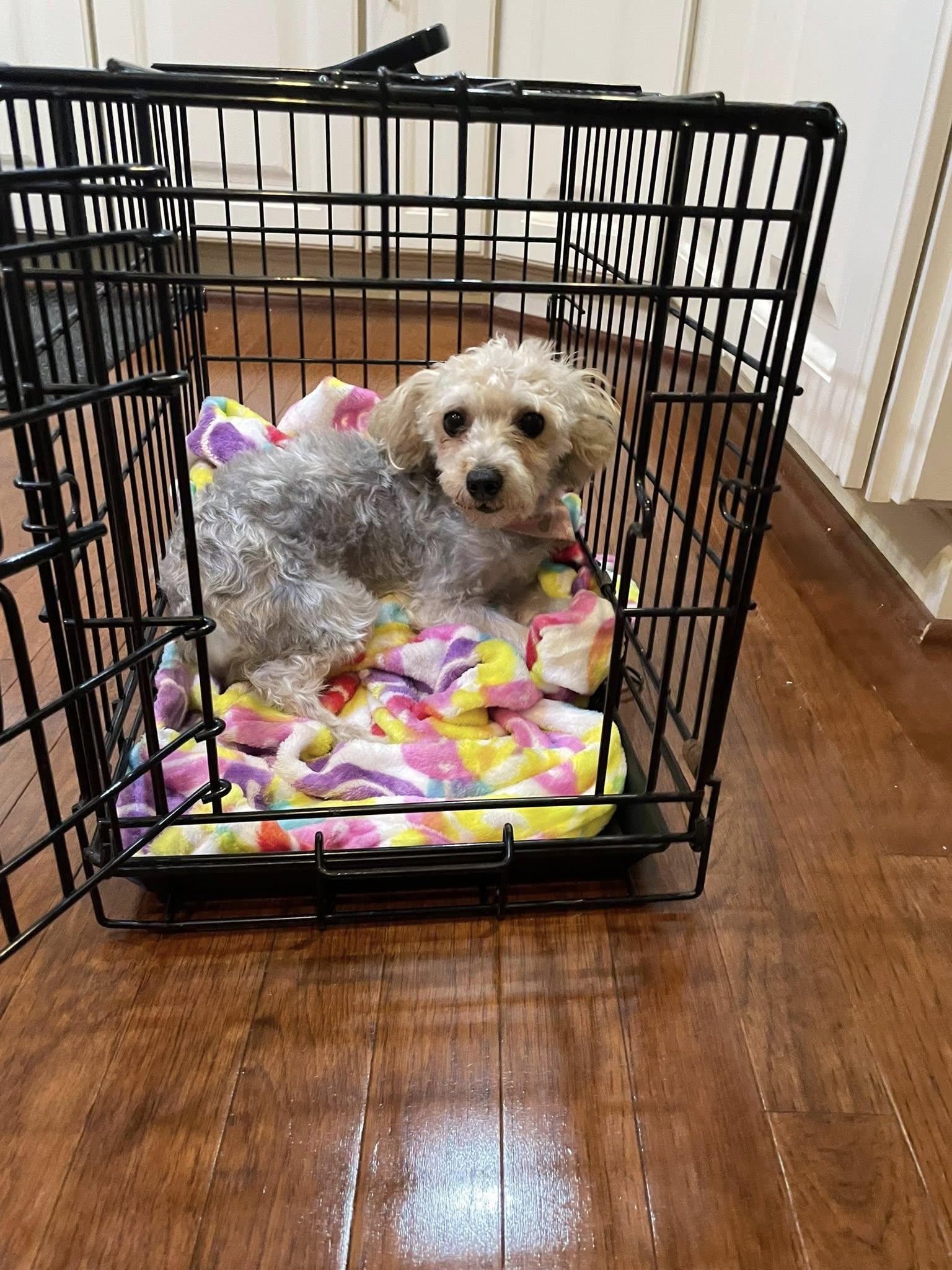 Enlarge Bonnie, a ADOPTABLE mixed breed in Buffalo, NY image 3/5