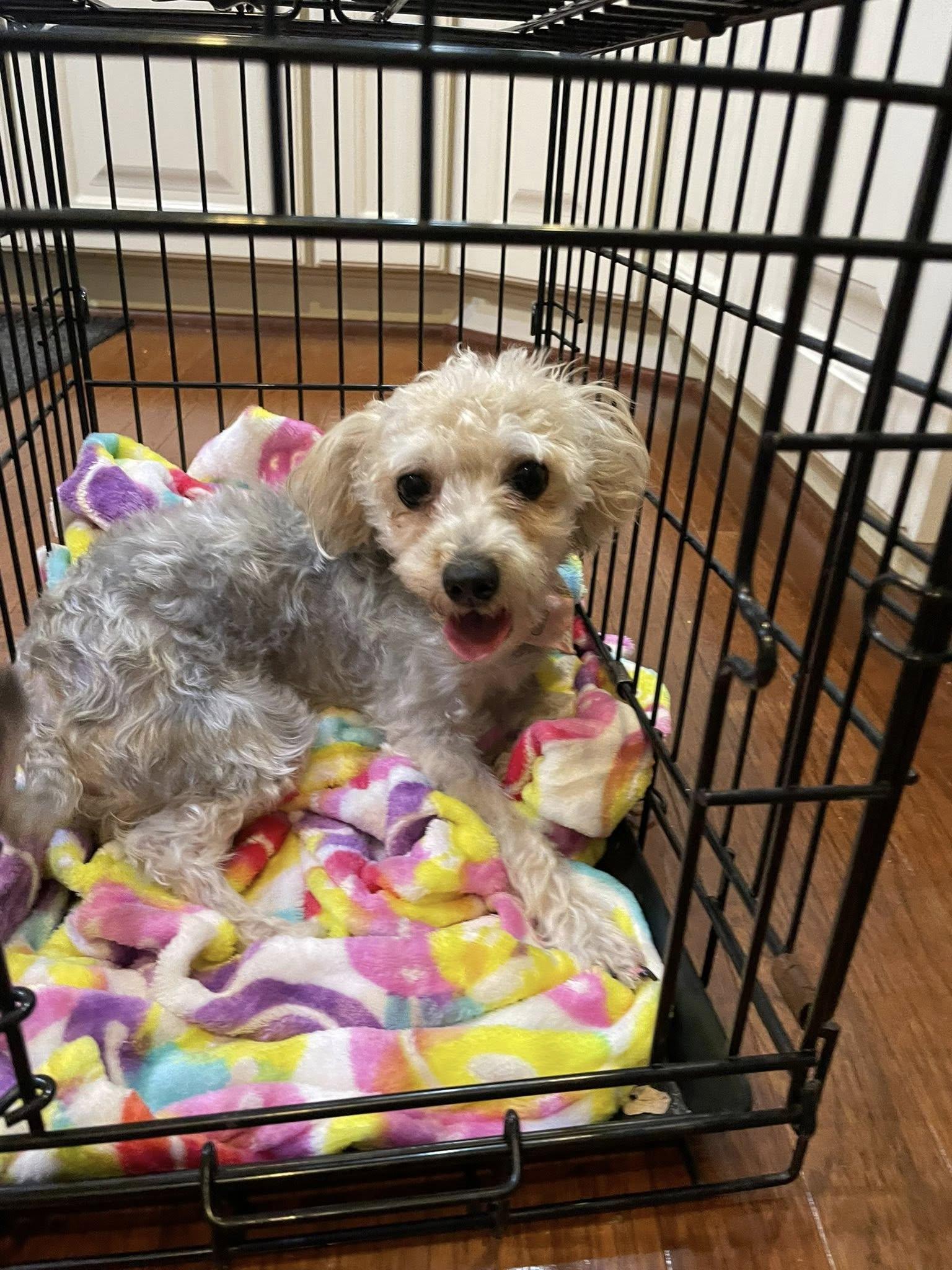 Enlarge Bonnie, a ADOPTABLE mixed breed in Buffalo, NY image 5/5
