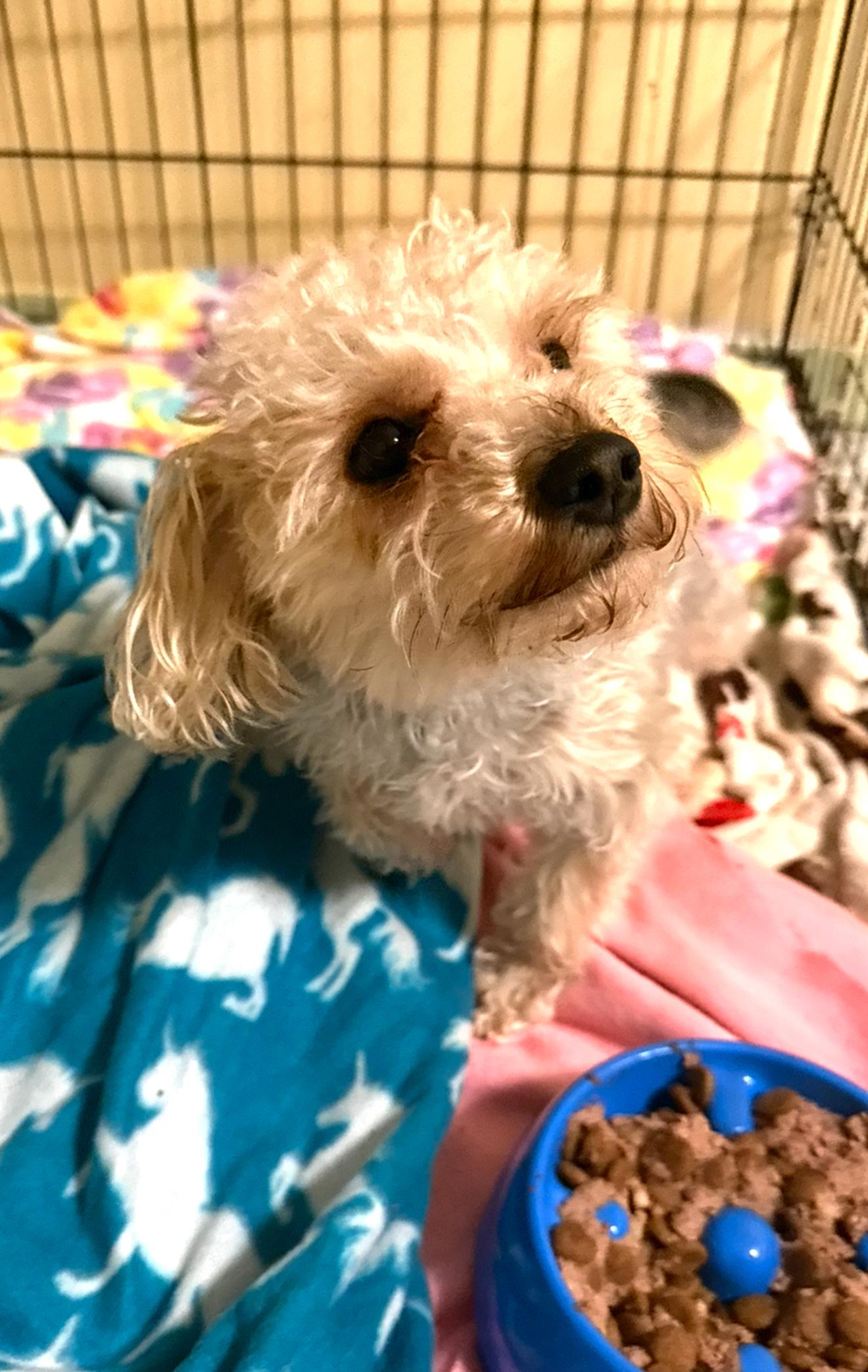 Enlarge Bonnie, a ADOPTABLE mixed breed in Buffalo, NY image 4/5