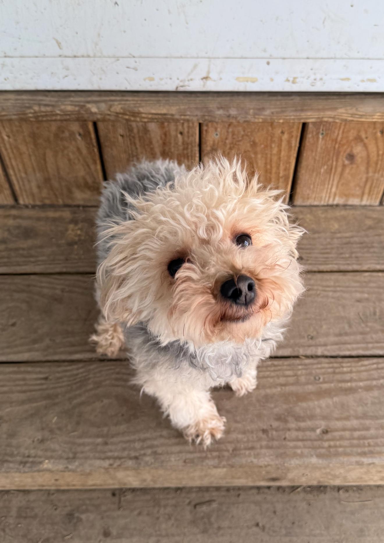 Enlarge Bonnie, a ADOPTABLE mixed breed in Buffalo, NY image 2/5
