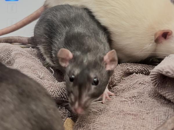 Enlarge Cady, Gretchen & Janis (The Not So Mean Girls), an adopted Rat in Dedham, MA image 3/3