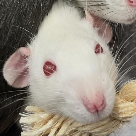 Enlarge Cady, Gretchen & Janis (The Not So Mean Girls), an adopted Rat in Dedham, MA image 2/3