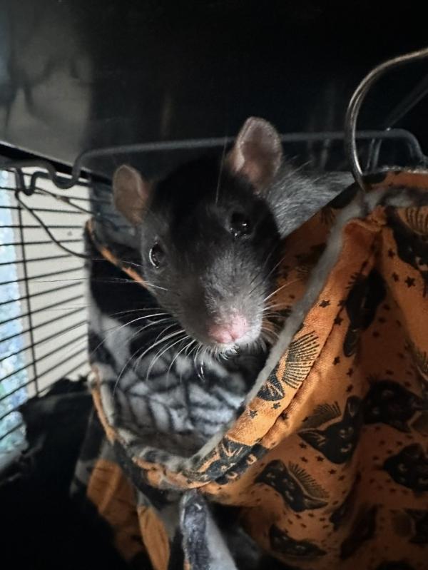 Cady, Gretchen & Janis (The Not So Mean Girls), adopted, Adult Female Rat.
