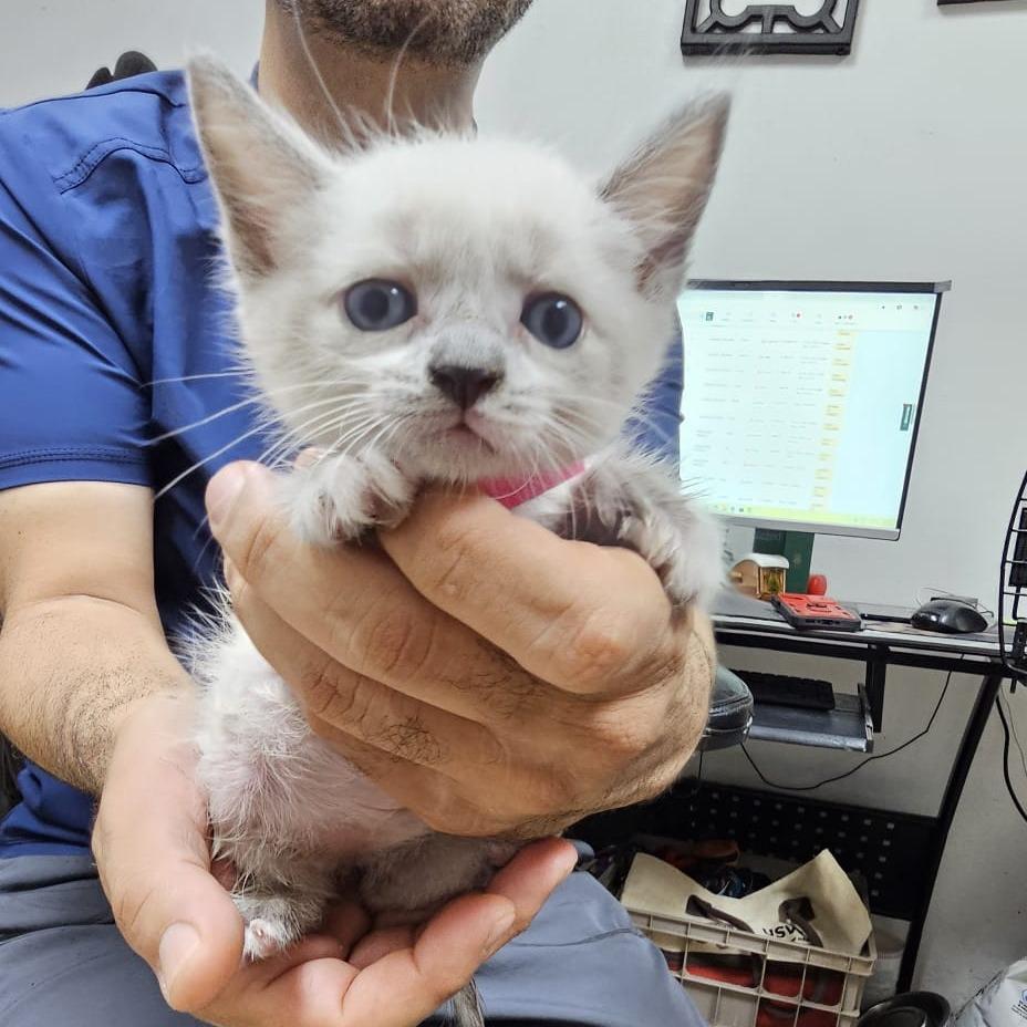 Enlarge Misty, a Adoptable Domestic Short Hair in Guaynabo, PR image 1/1