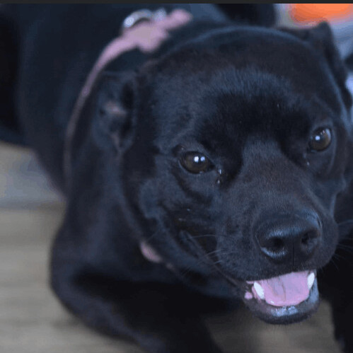 6671 Gizmo, a Adoptable mixed breed in Springfield, MO image 1/12