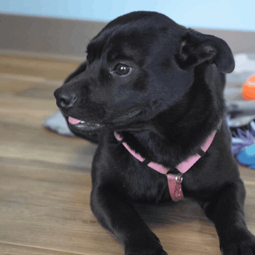 6671 Gizmo, a Adoptable mixed breed in Springfield, MO image 2/12