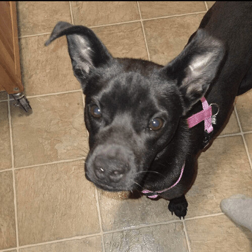 6671 Gizmo, a Adoptable mixed breed in Springfield, MO image 3/12