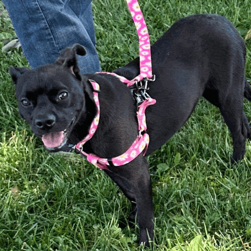 6671 Gizmo, a Adoptable mixed breed in Springfield, MO image 4/12