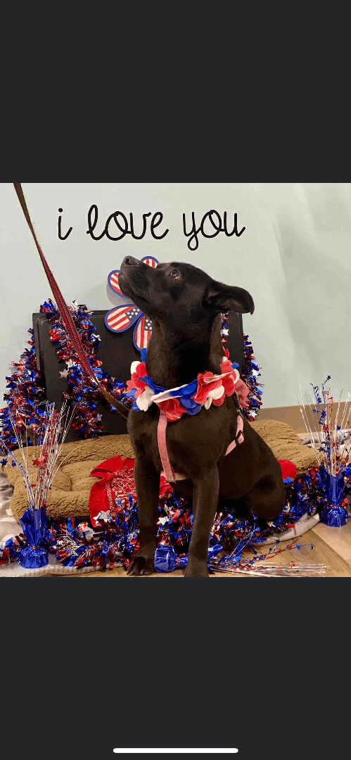 6671 Gizmo, a Adoptable mixed breed in Springfield, MO image 5/12