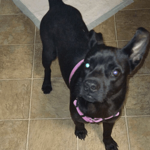 6671 Gizmo, a Adoptable mixed breed in Springfield, MO image 6/12