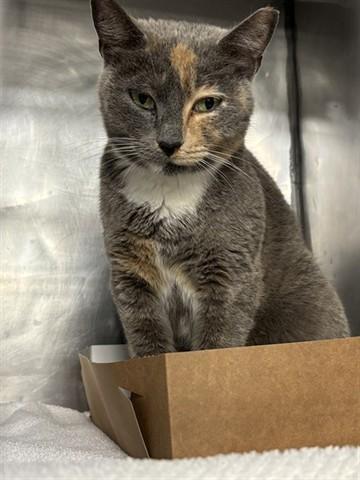Enlarge BAILEY, a Adoptable Domestic Short Hair in Panama City, FL image 1/1