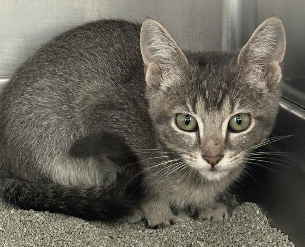 Kylie, Adopted, Kitten Female Domestic Short Hair.