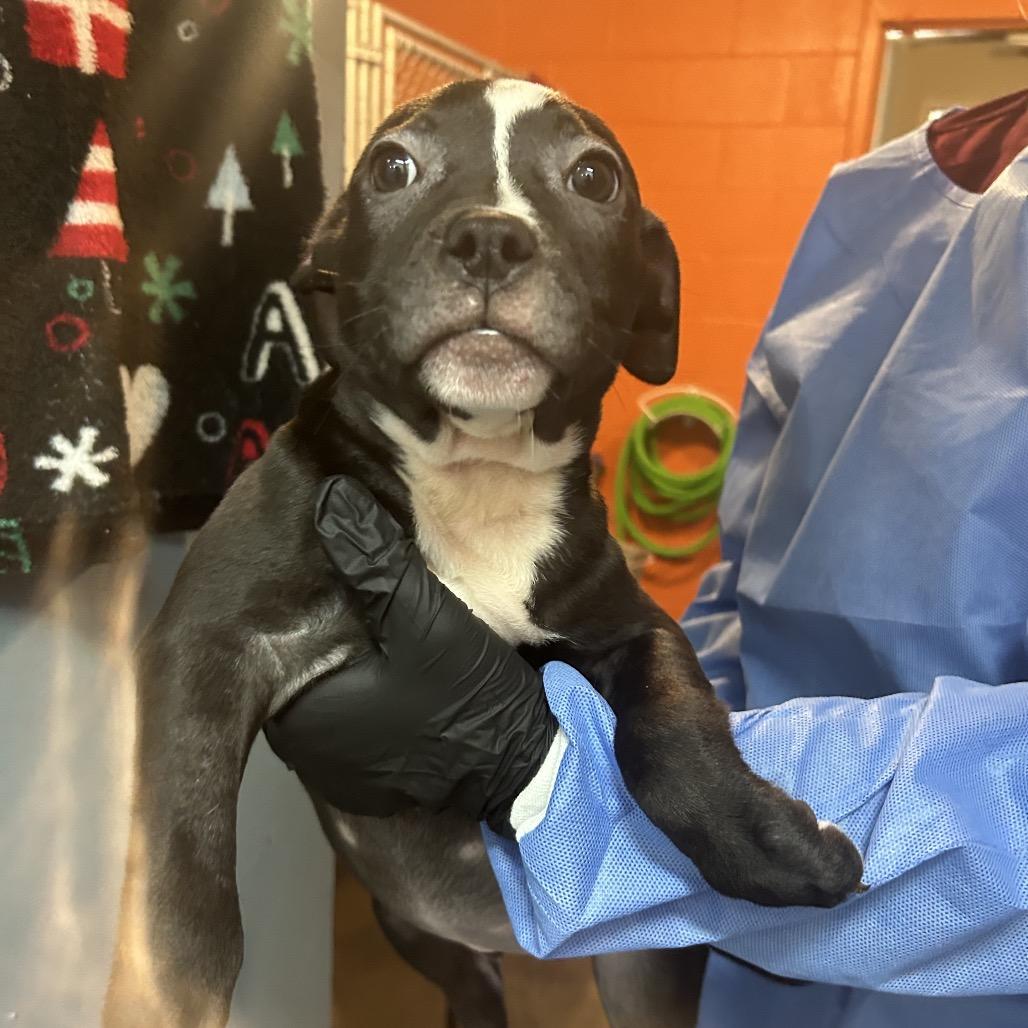 Nutty Buddy, Adoptable, Puppy Female Mixed Breed.