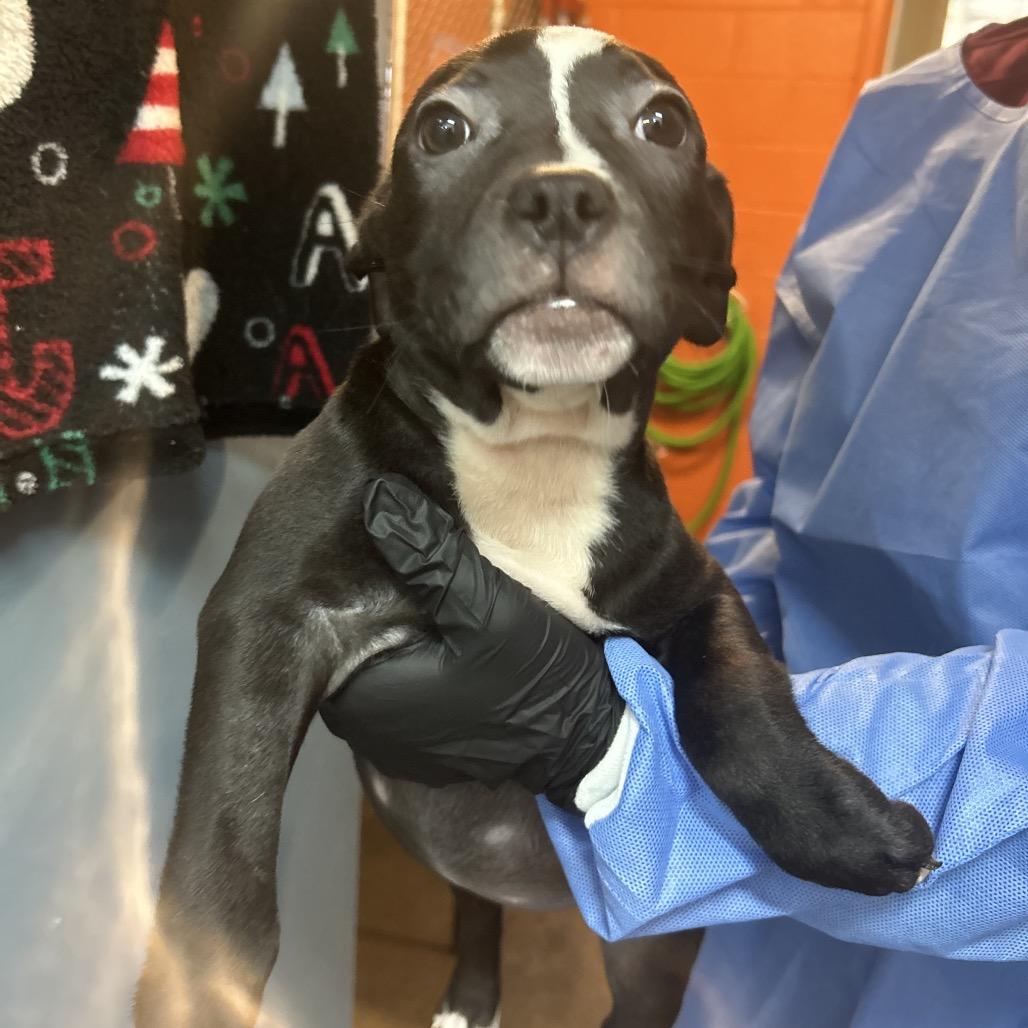 Enlarge Nutty Buddy, a Adoptable Mixed Breed in Pensacola, FL image 2/3