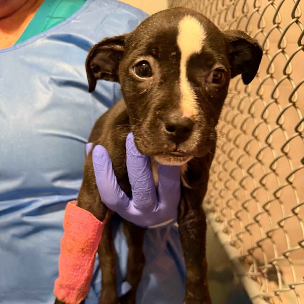 Enlarge Nutty Buddy, a Adoptable Mixed Breed in Pensacola, FL image 3/3