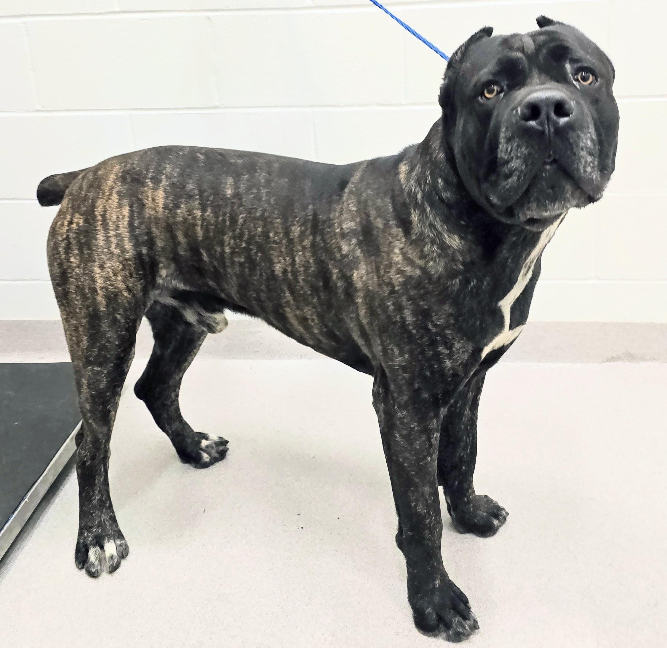 Enlarge 26-137 Jay, an adopted Cane Corso in Amityville, NY image 1/1