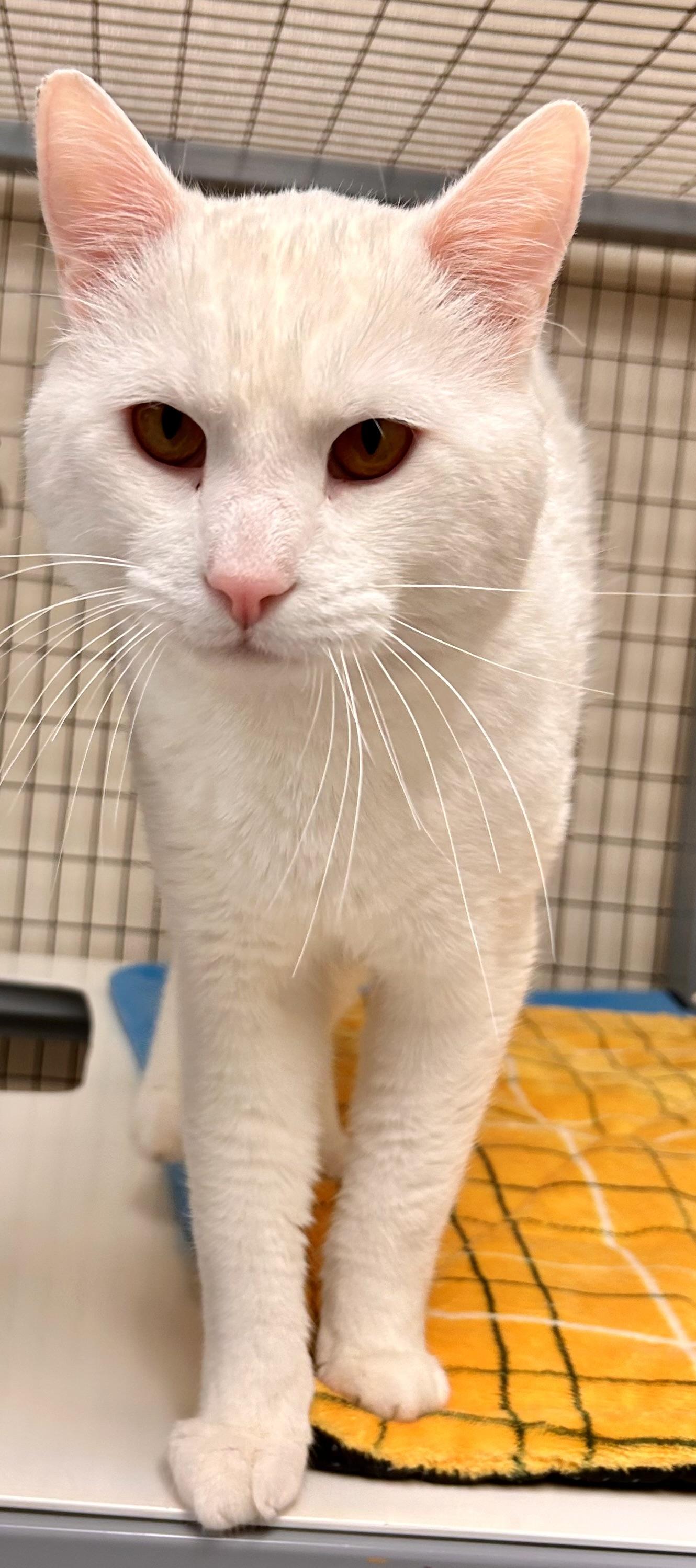 Enlarge Chobani, an adopted Domestic Short Hair in Providence, RI image 2/6