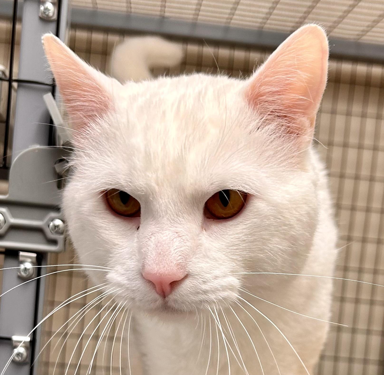 Enlarge Chobani, an adopted Domestic Short Hair in Providence, RI image 3/6