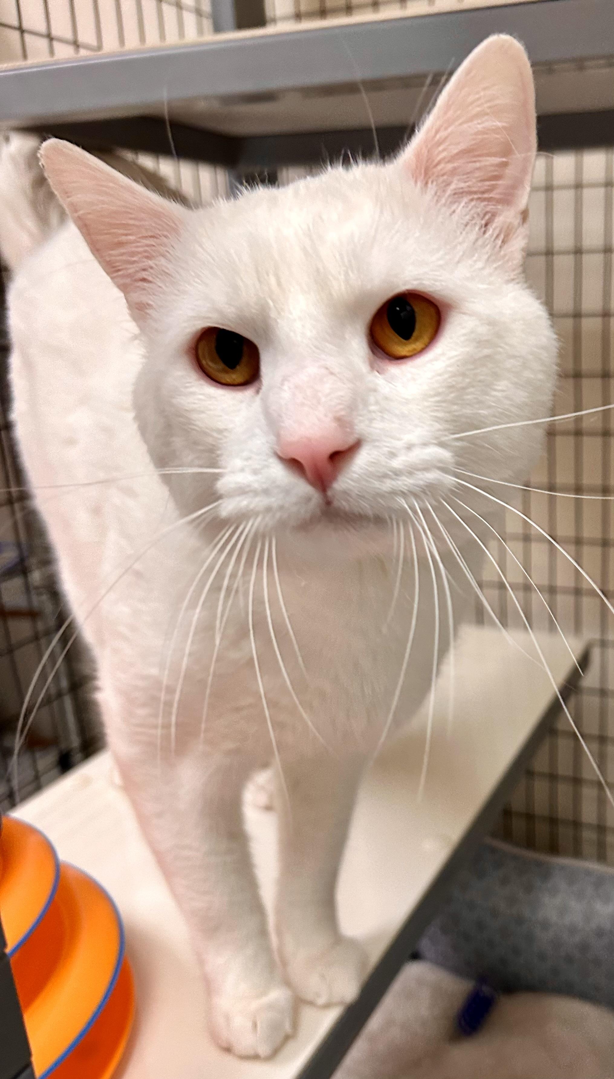 Enlarge Chobani, an adopted Domestic Short Hair in Providence, RI image 5/6